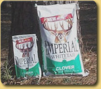 Whitetail Deer Clover
